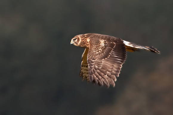 Spotting Image 1