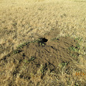 Ground Squirrel Burrow