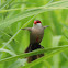 Common Waxbill