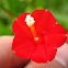 Red Morning Glory