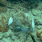 Ocean Surgeonfish