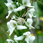 White Bog Orchid
