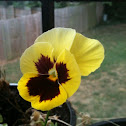 Pansy