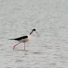 Black-necked Stilt黑颈长脚鹬