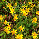 Butterweed