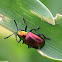 leaf beetle