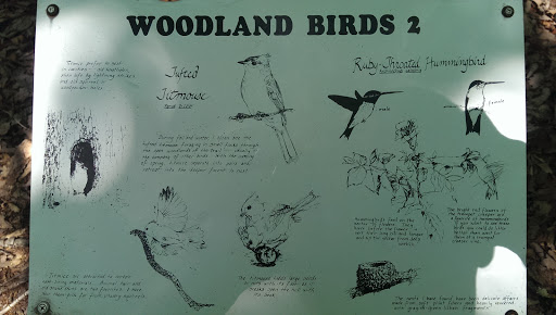 Woodland Birds 2