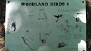 Woodland Birds 2