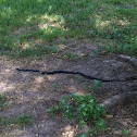 Black rat snake