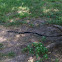 Black rat snake