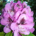 Rhododendron (mauve)