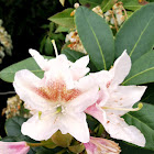 Cunningham's White Rhododendron