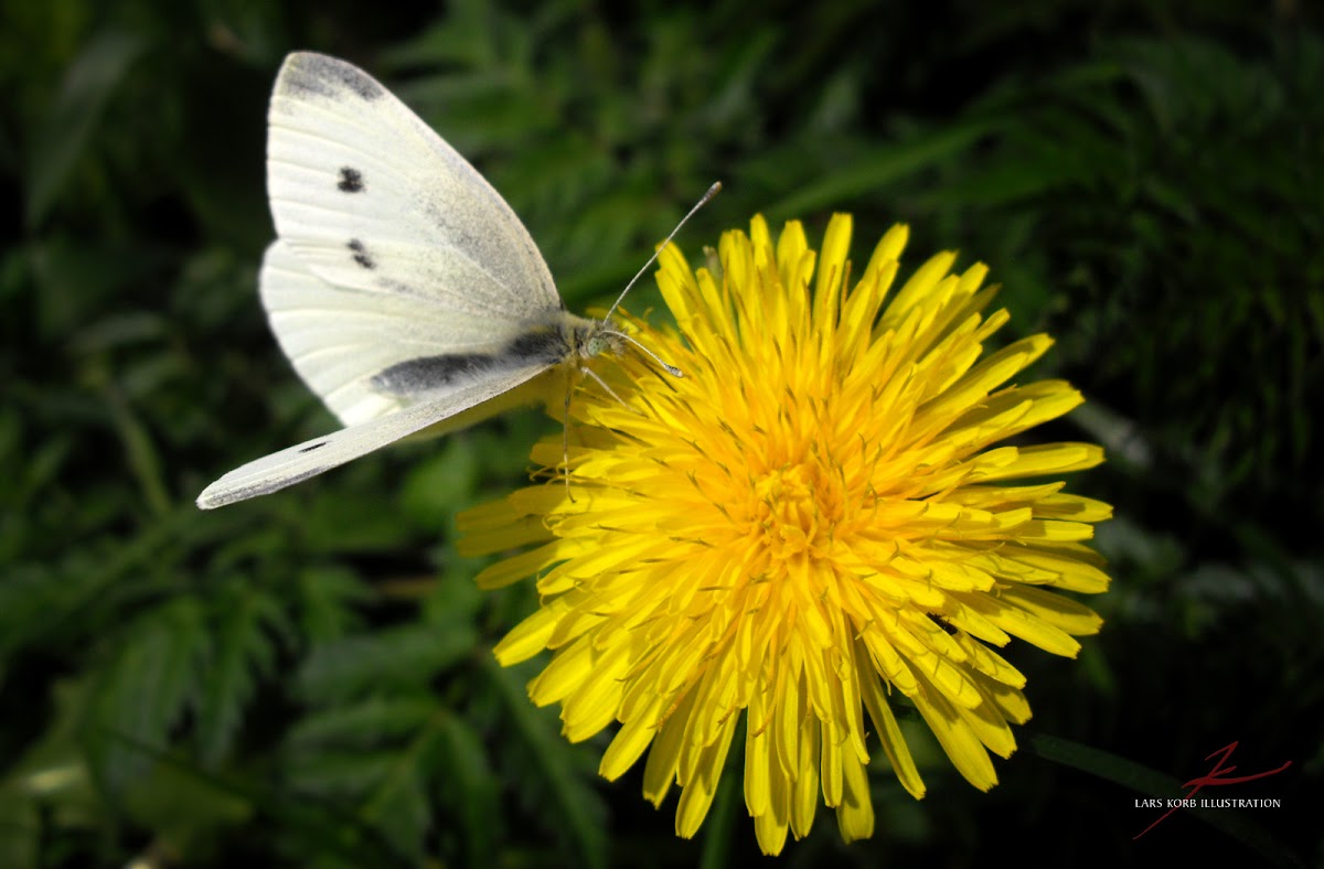 Small White, female