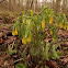 Bellwort-Uvularia perfoliata