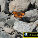 Pearl Crescent