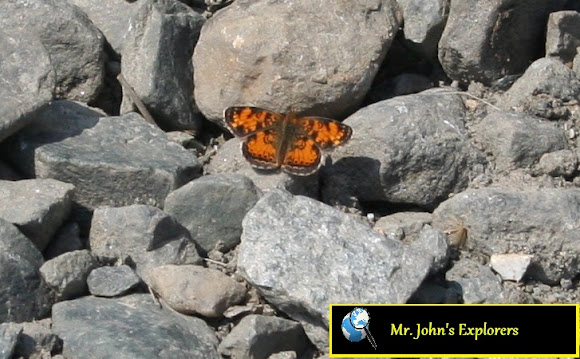Spotting Image 1
