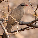Sirkeer Malkoha