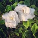 Gardenia