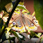 Buckeye Butterfly.