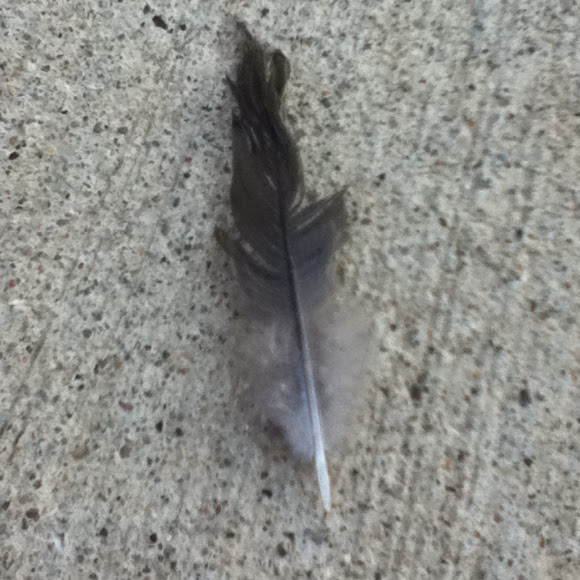 Spotting Image 1