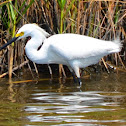 Snowy Egret