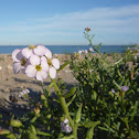 Cakile maritima