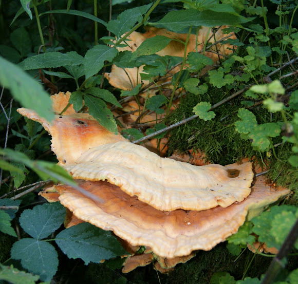 Spotting Image 1