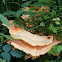 Sulphur Polypore