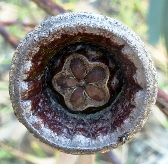 Eucalyptus seed Pod Project Noah