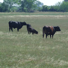 Domestic Cattle