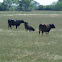 Domestic Cattle