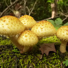 Golden Pholiota