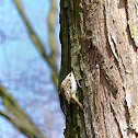 The Eurasian Treecreeper