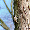 The Eurasian Treecreeper