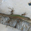 Balkan wall lizard