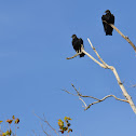 Black Vulture