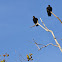 Black Vulture