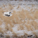 Snowy owl / harfand des Neiges