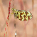 Nemoptera