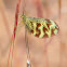 Nemoptera