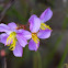 Virginia Meadow Beauty
