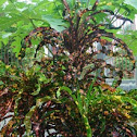 Garden Croton