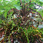Garden Croton