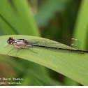 Pacific forktail