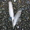 Feathers