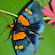 African Peach Moth