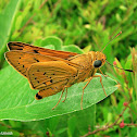 Yellow Palm Dart