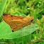 Yellow Palm Dart