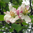 Apple Blossom