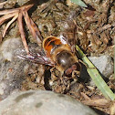 European Hoverfly